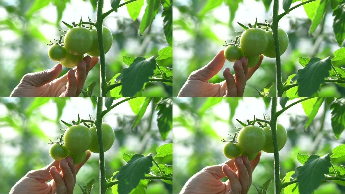 温室里生长的西红柿