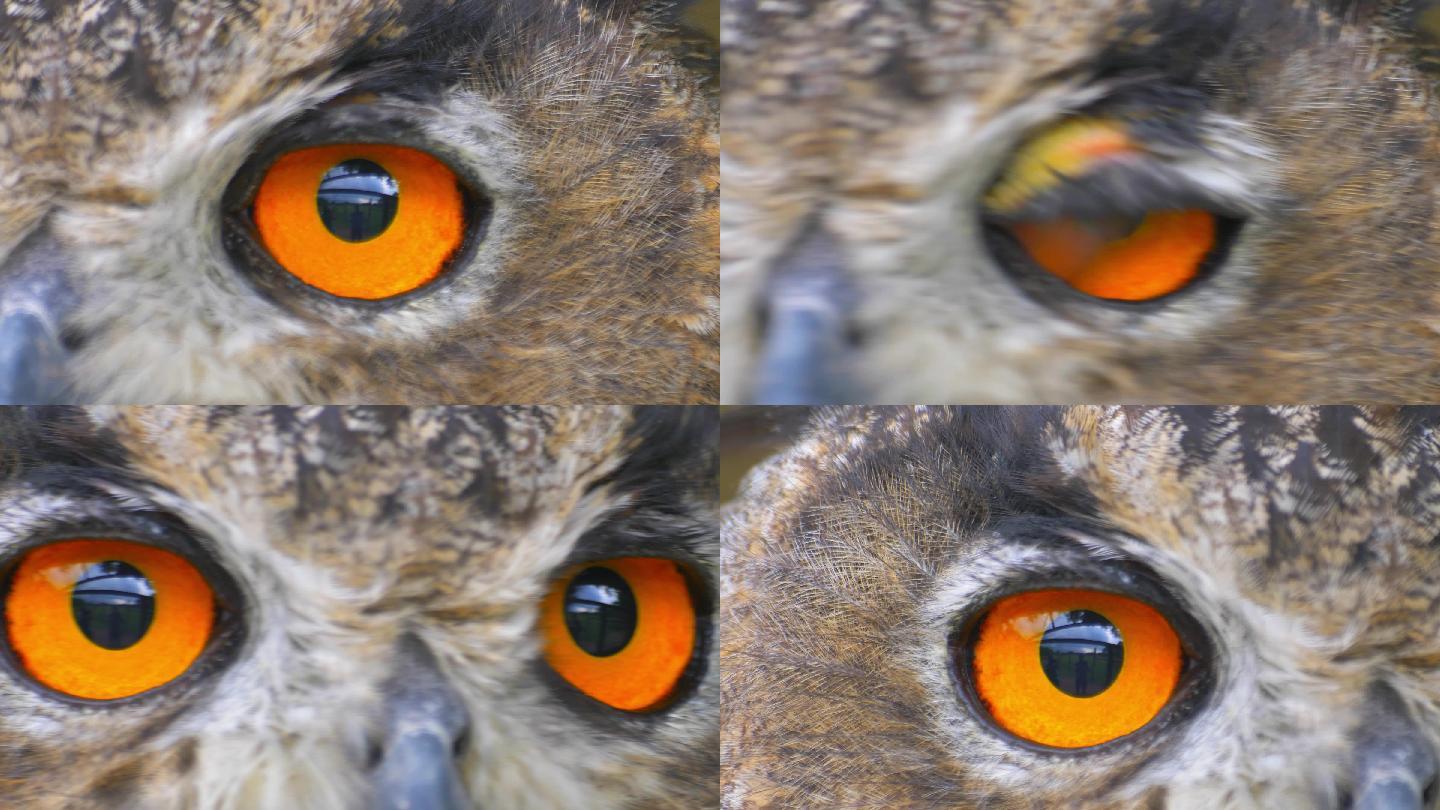猫头鹰闭上橙色的大眼睛四处张望