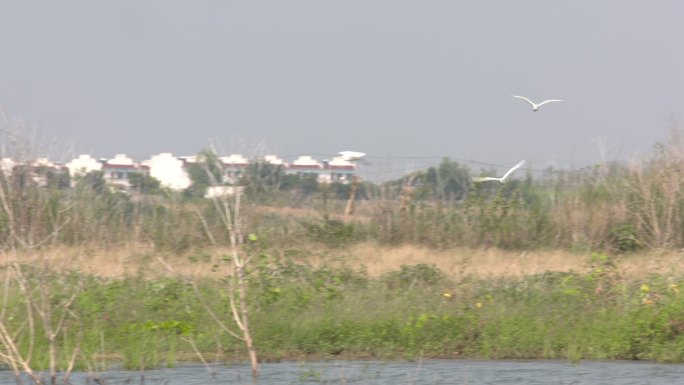 天空飞鸟飞翔河流河边