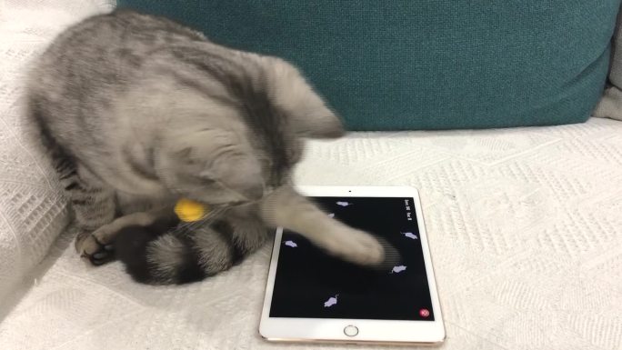 可爱宠物猫咪逗猫玩耍视频猫咪玩平板游戏