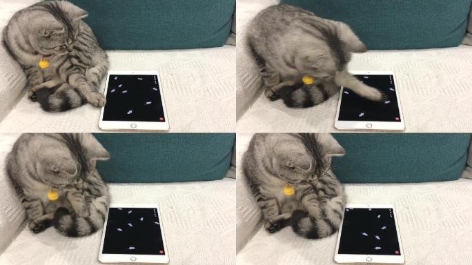 可爱宠物猫咪逗猫玩耍视频猫咪玩平板游戏