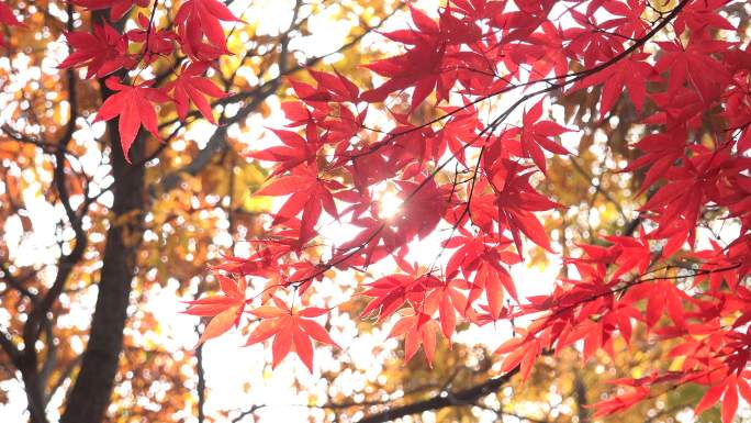 阳光透过枫叶枫叶落叶秋天银杏古树枯树