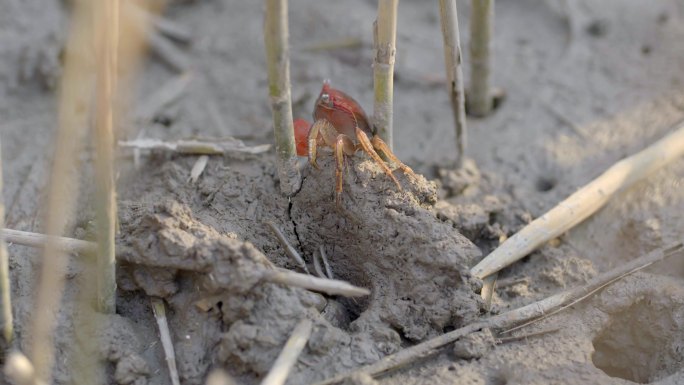 小螃蟹 螃蜞 沼泽 荒岛 芦苇荡 生态