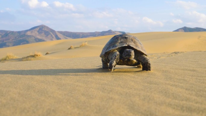 在沙漠中爬行的乌龟