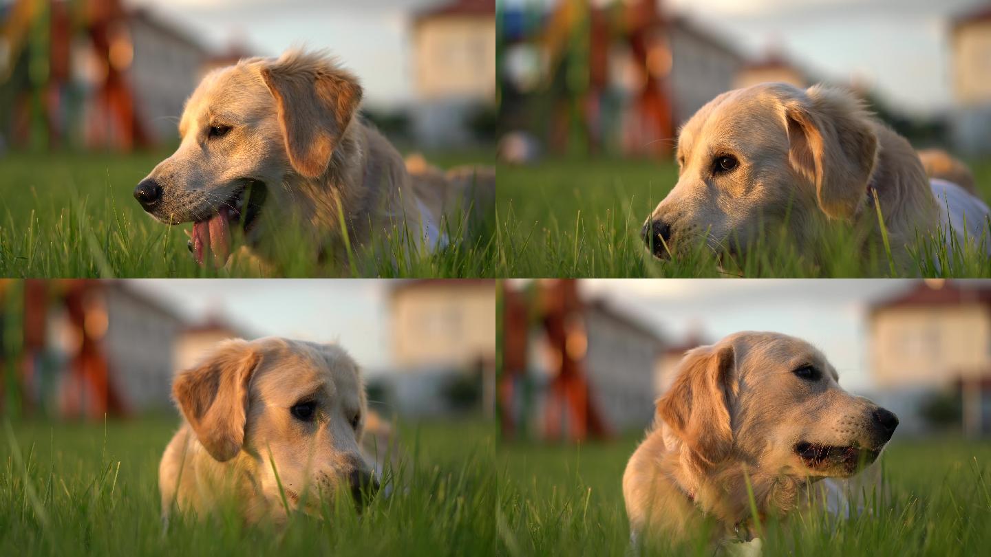 可爱的金色猎犬在公园的绿色草坪上