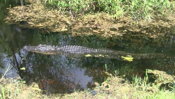 在沼泽中游泳的短吻鳄