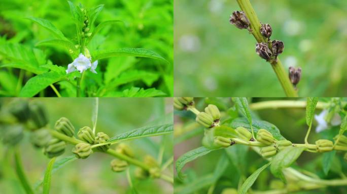 实拍农村种植纯天然无公害芝麻视频素材