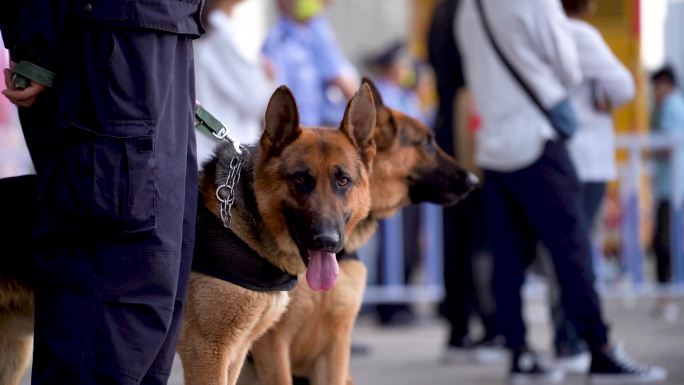 警犬站岗