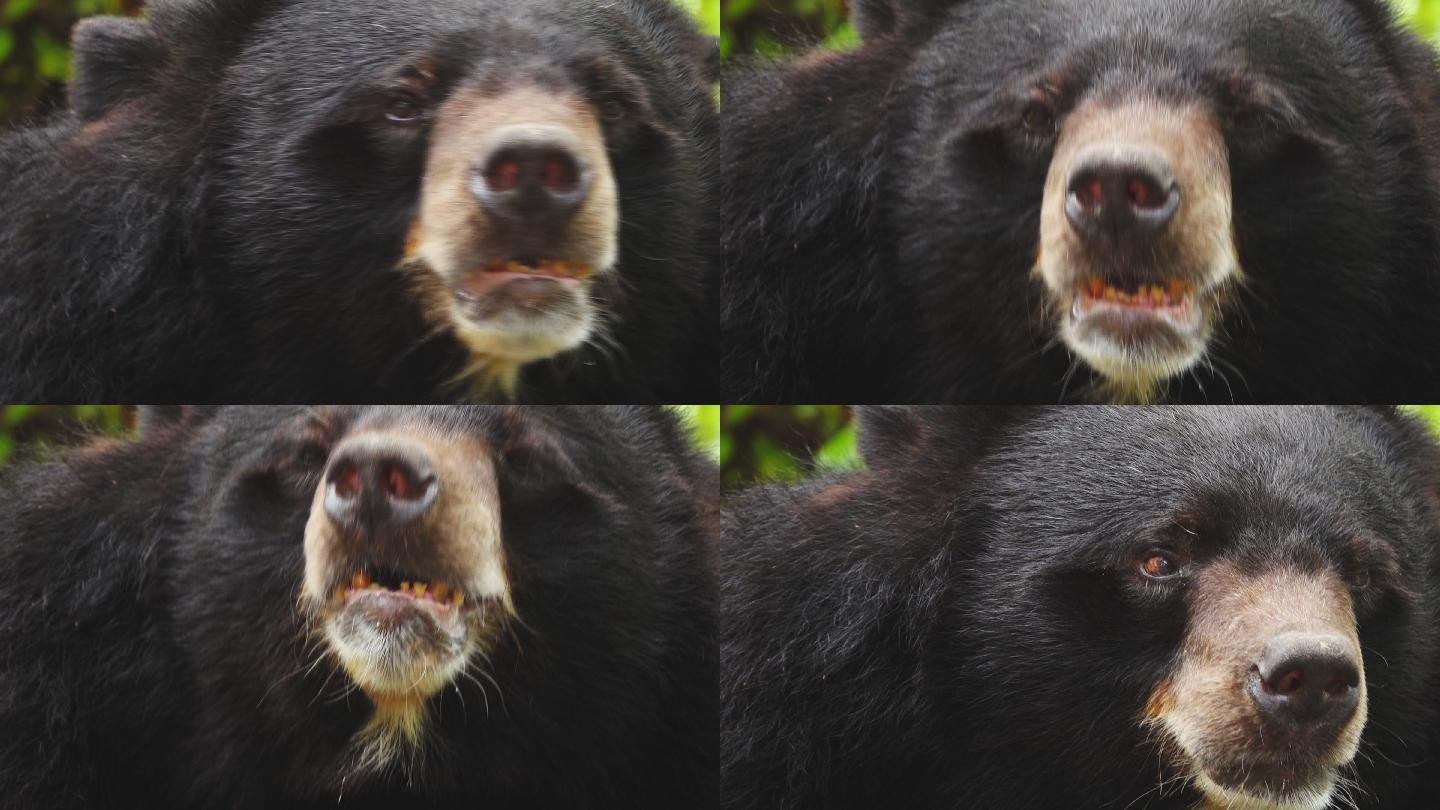 ฺ黑熊搞笑可爱黑熊