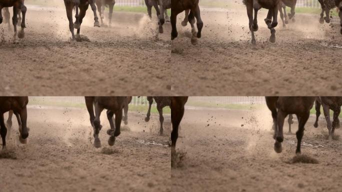 马群在马场上奔跑扬起尘土。