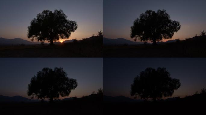 大树、剪影、黄昏、夕阳、光影、日落