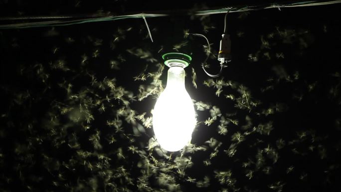 夜间有成群的蛾子趋光性飞虫夜晚