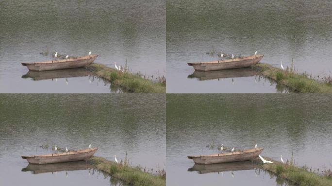 水鸟空镜小船河流