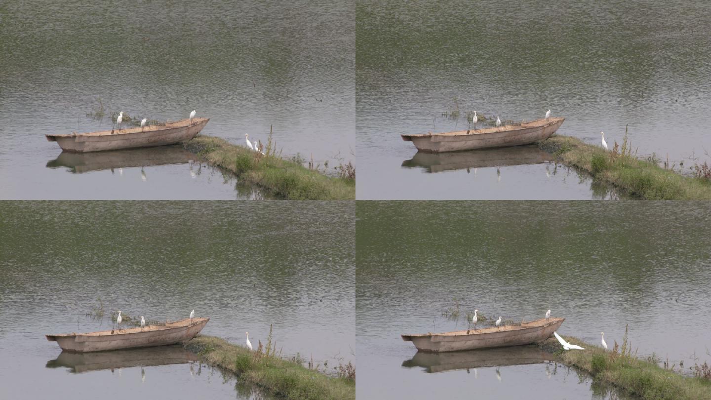 水鸟空镜小船河流