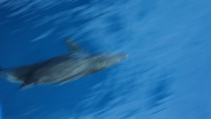 海豚游泳海底世界背景深海鱼群各种热带鱼