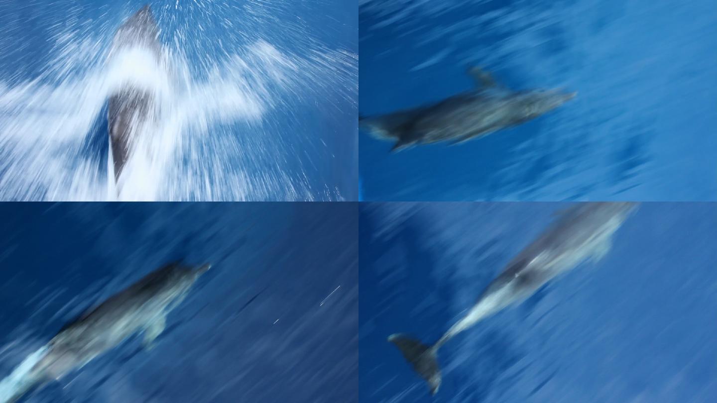 海豚游泳海底世界背景深海鱼群各种热带鱼