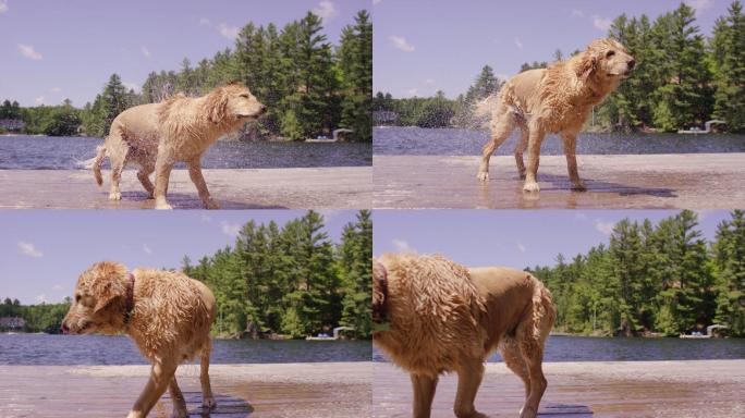 金毛犬从湖里出来后抖了抖身上的水