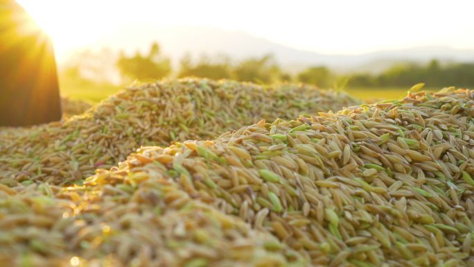 傍晚阳光照射下收获后的稻谷堆特写。