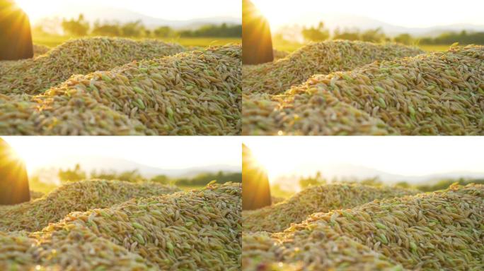 傍晚阳光照射下收获后的稻谷堆特写。