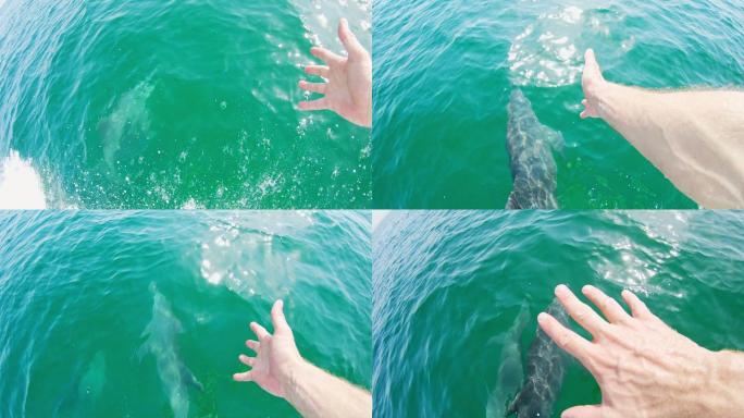 游客试图从船上触摸海豚