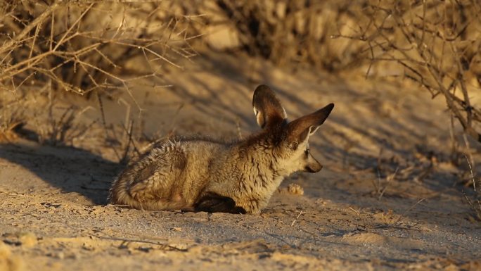 自然栖息地的耳廓狐