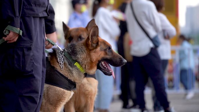 警犬站岗