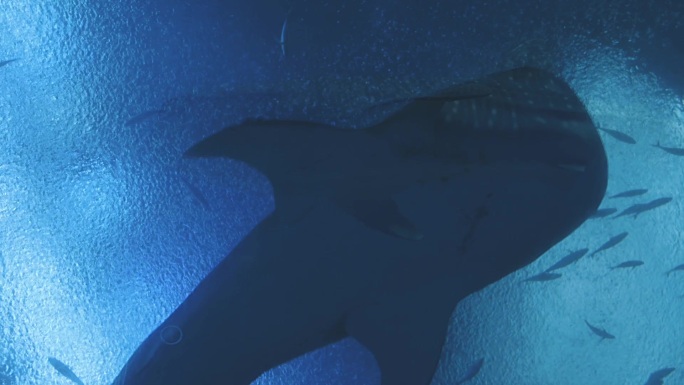 广东珠海长隆海洋度假区鲸鲨馆