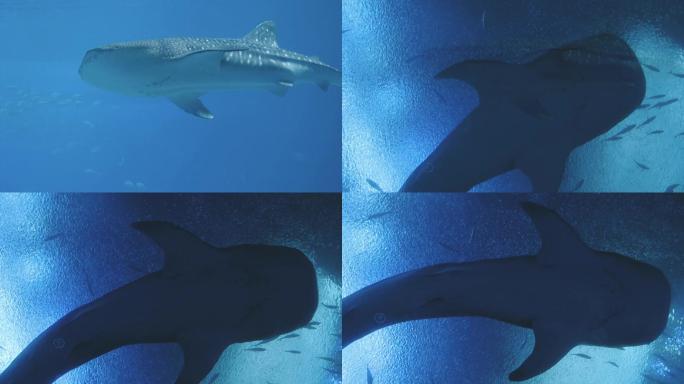 广东珠海长隆海洋度假区鲸鲨馆