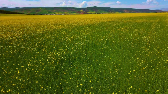 无人机低空飞过油菜花田