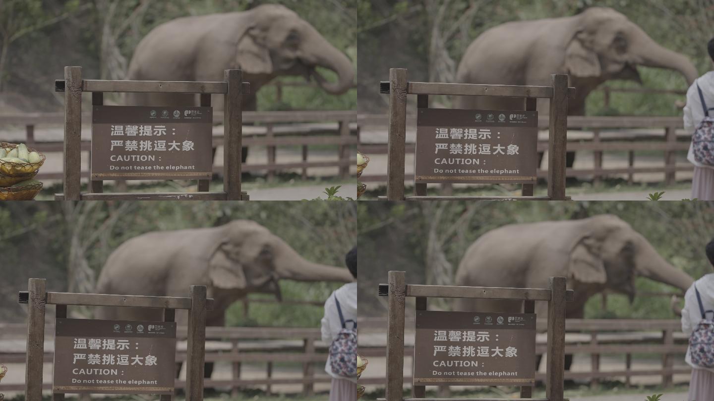 被游客投喂的亚洲象