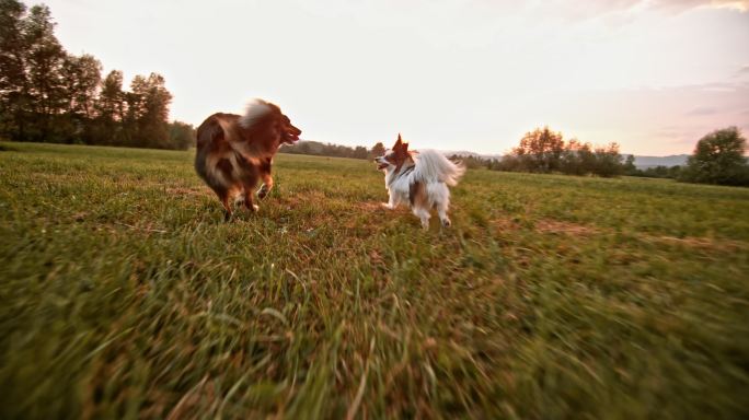 两只狗狗在草地上奔跑