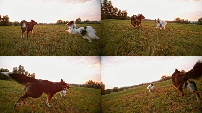 两只狗狗在草地上奔跑