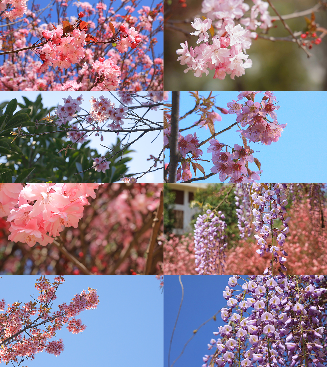 春天 花朵盛开  各种花 鲜花