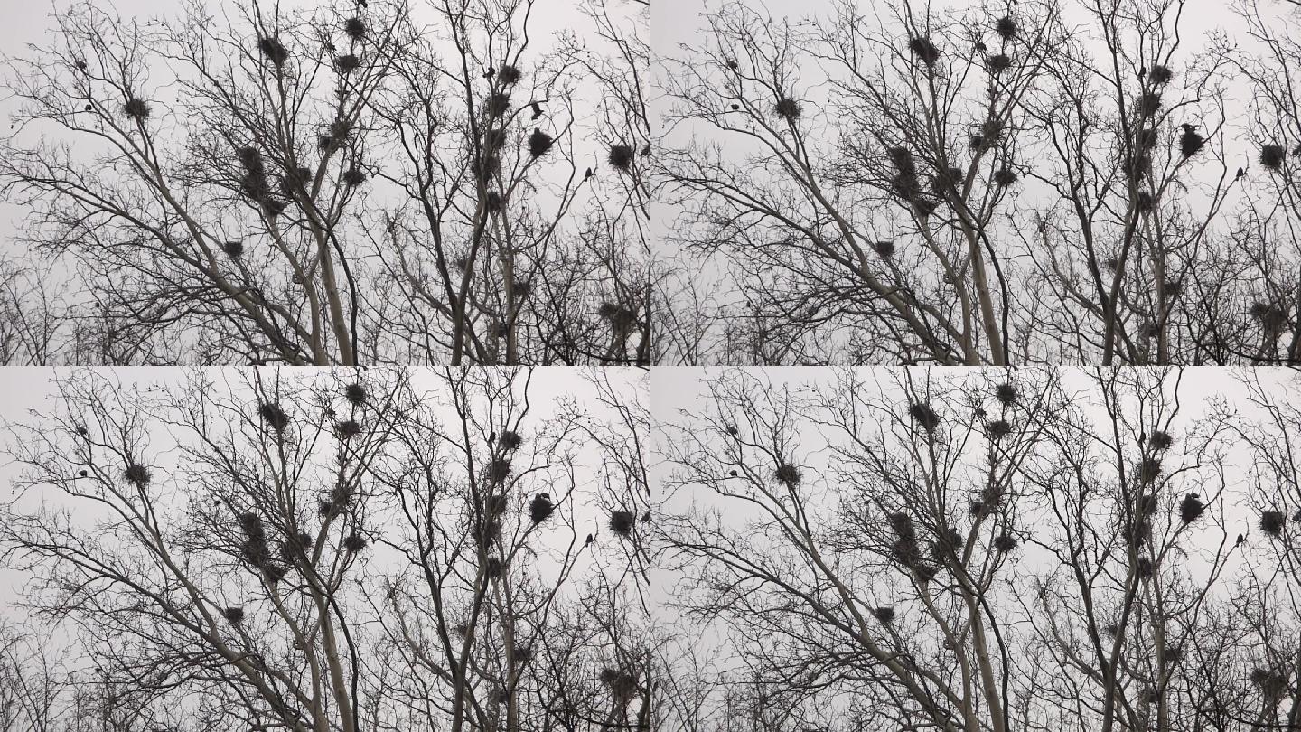 乌鸦在树上筑巢巢穴家群居聚集