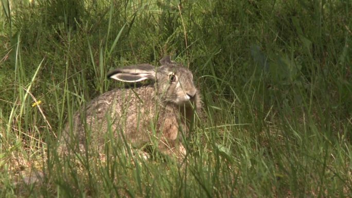 野兔野外草坪脱兔吃草觅食