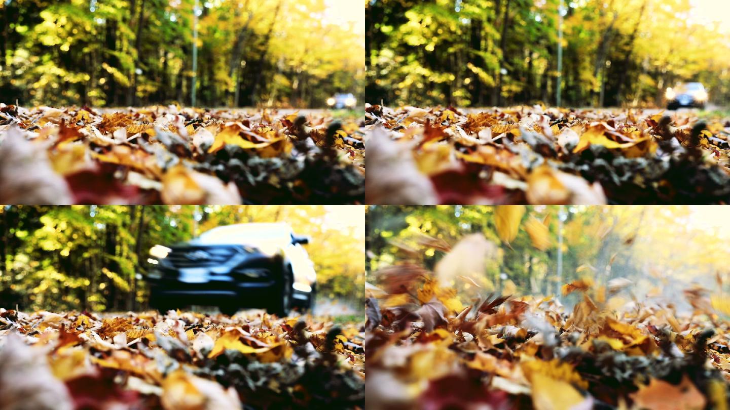 加拿大秋天的落叶乡村道路自然树木