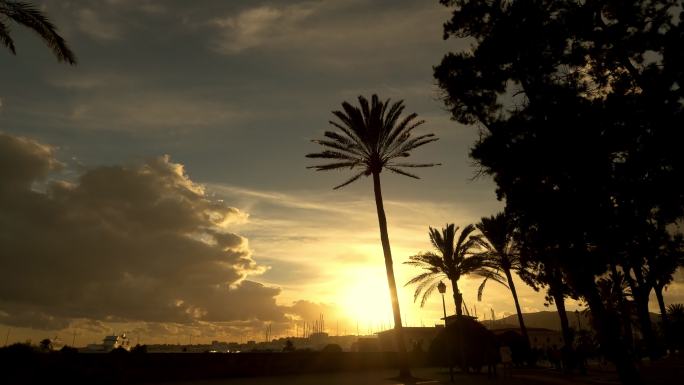 马略卡岛的棕榈树
