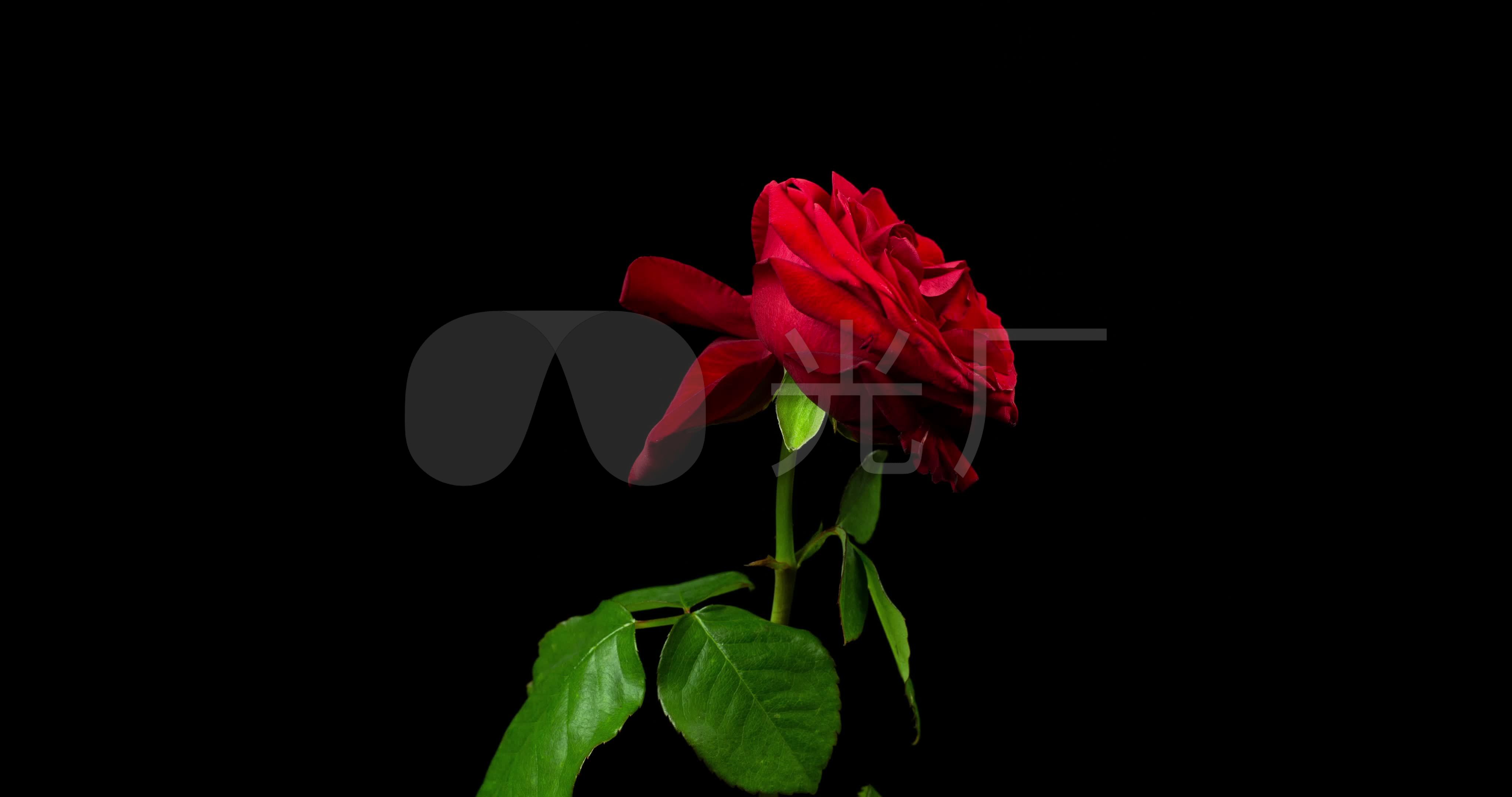 彩绘玫瑰花设计图__广告设计_广告设计_设计图库_昵图网nipic.com