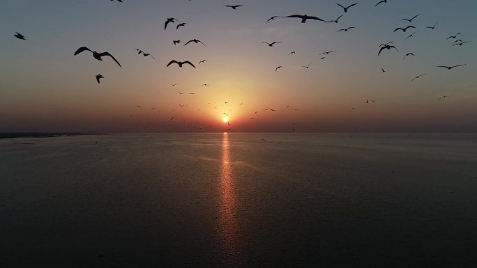 实拍洪湖大湖日落群鸟