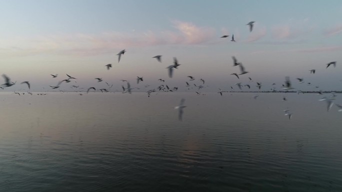 实拍洪湖大湖群鸟日落