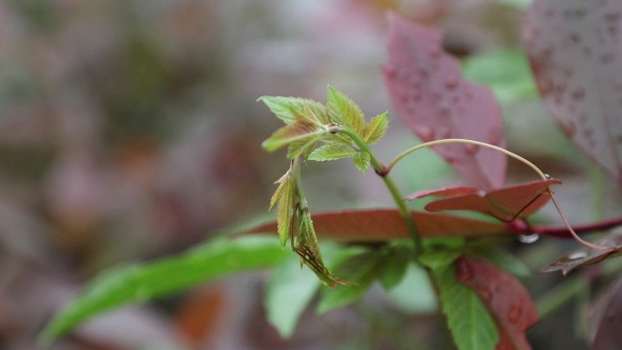 植物发新芽