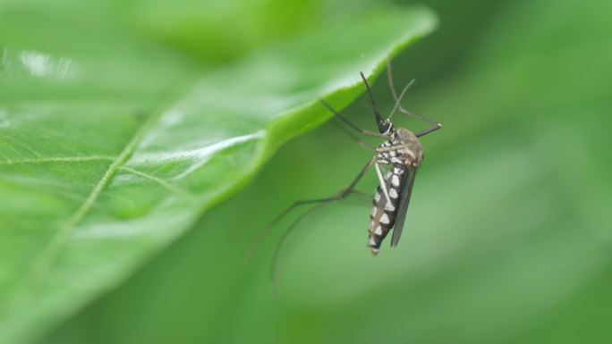 绿叶上的蚊子传染病蚊子自然