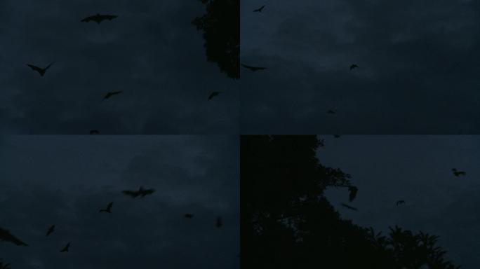 黄昏时的一大群蝙蝠