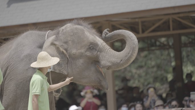 西双版纳野象谷大象表演