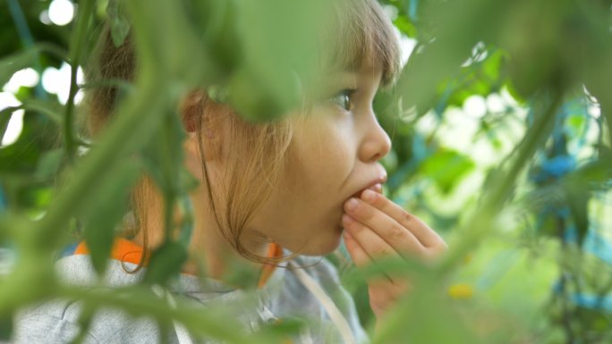 小女孩在绿叶后面吃成熟的西红柿