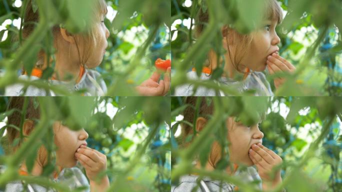小女孩在绿叶后面吃成熟的西红柿
