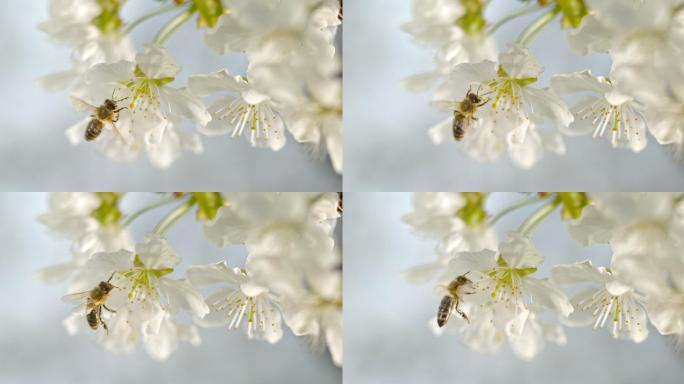 在白色花朵上采集花粉的蜜蜂