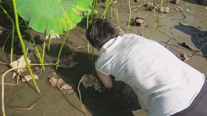 农民在田间挖莲藕