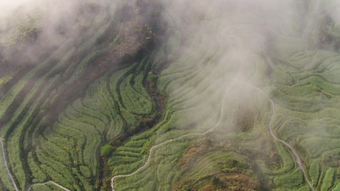 云雾中的茶园