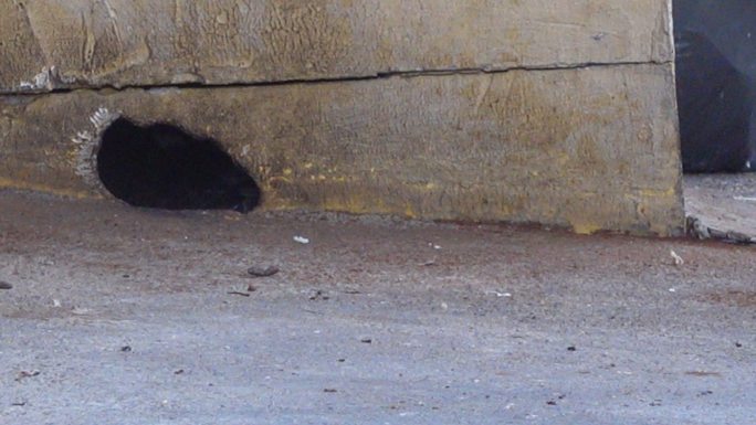 老鼠穿过墙上的洞寻找食物